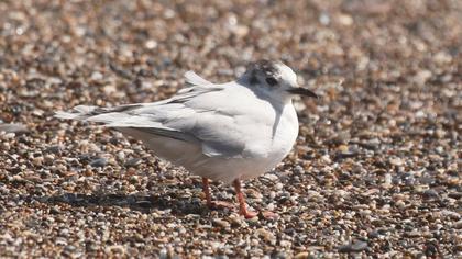 Little Gull