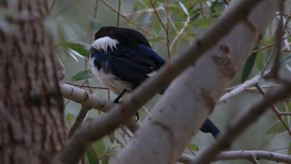 Eurasian Magpie