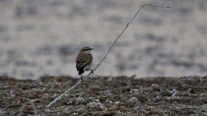 Northern Wheatear