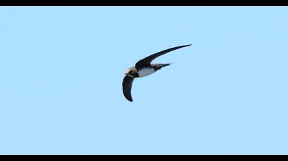 Alpine Swift