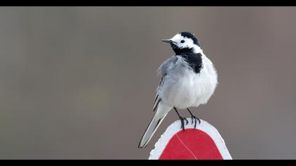 White Wagtail