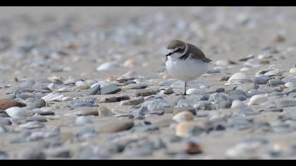 Kentish Plover