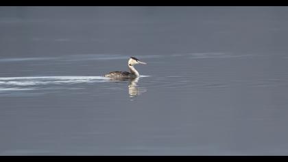 Great Crested Grebe