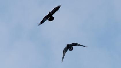 Northern Raven