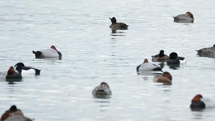 Tufted Duck