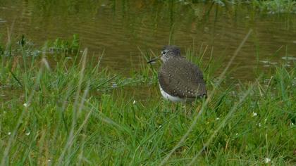 Green Sandpiper