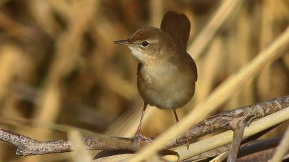 Bataklık kamışçını