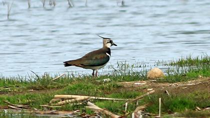 Northern Lapwing