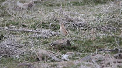 Isabelline Wheatear