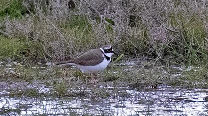 Little Ringed Plover