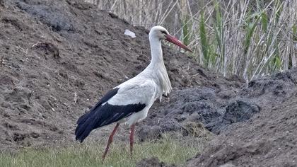 White Stork