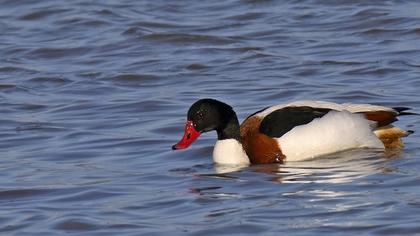 Common Shelduck