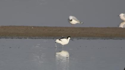 Pied Avocet