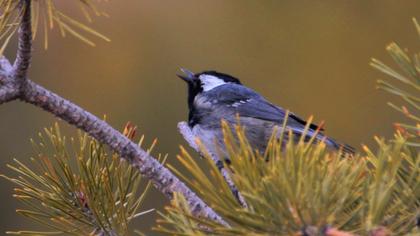 Coal Tit