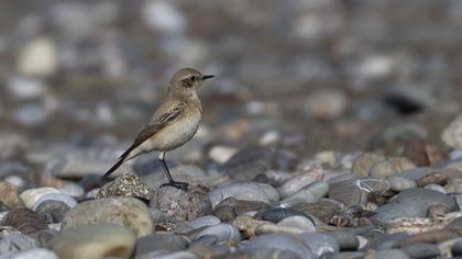 Desert Wheatear