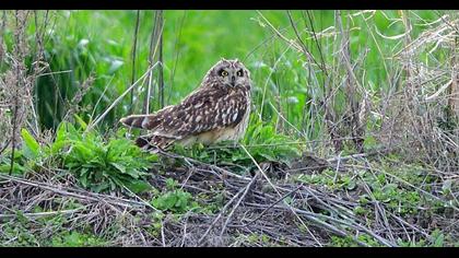 Short-eared Owl