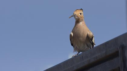 Eurasian Hoopoe