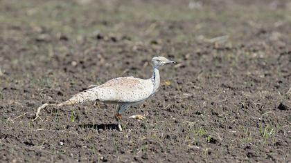 Macqueen`s Bustard