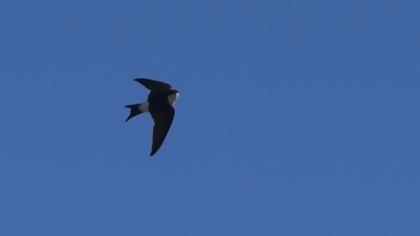 Common House Martin
