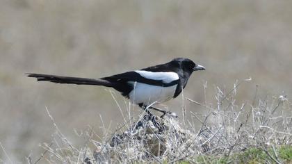 Eurasian Magpie
