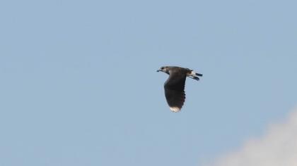 Northern Lapwing