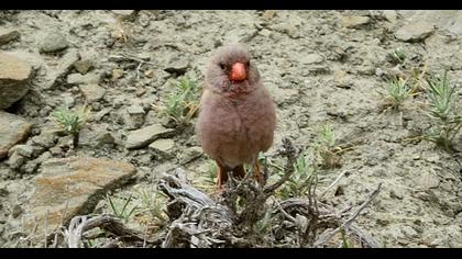 Trumpeter Finch