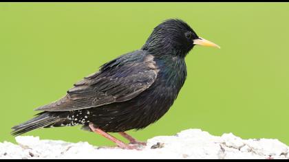 Common Starling