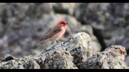 Common Rosefinch