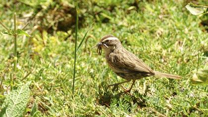 Radde`s Accentor
