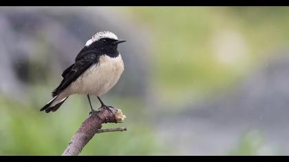 Kıbrıs kuyrukkakanı