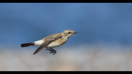 Desert Wheatear