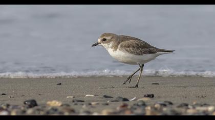 Lesser Sand Plover