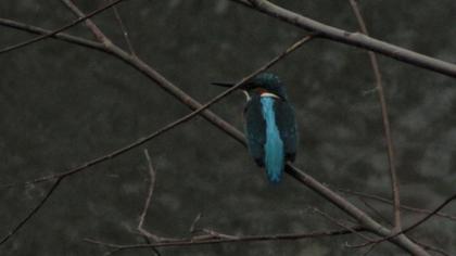 Common Kingfisher