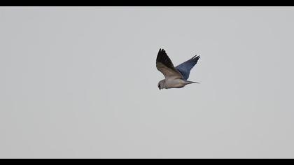 Black-winged Kite