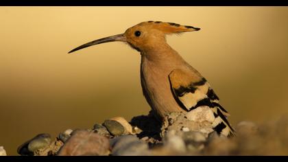 Eurasian Hoopoe