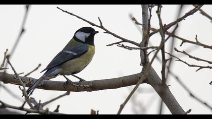 Great Tit