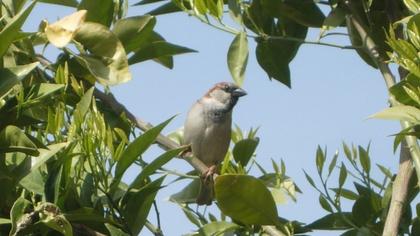 House Sparrow