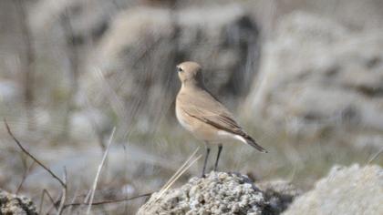 Isabelline Wheatear