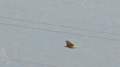 Long-legged Buzzard