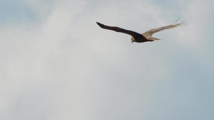 Western Marsh Harrier