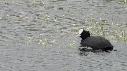Eurasian Coot