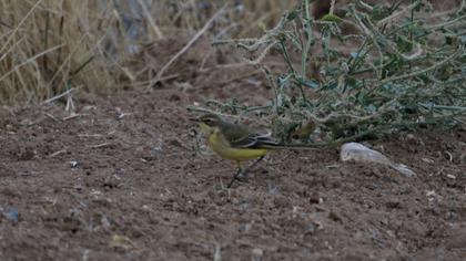 Western Yellow Wagtail