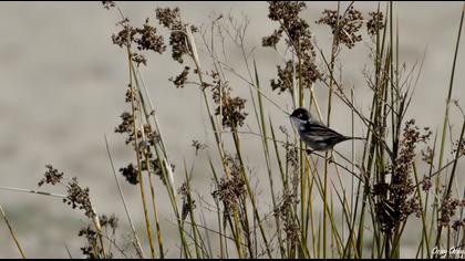Sardinian Warbler