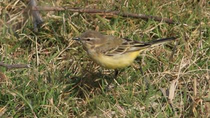Western Yellow Wagtail