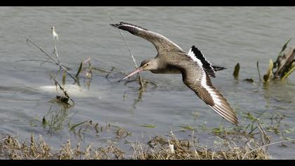 Black-tailed Godwit