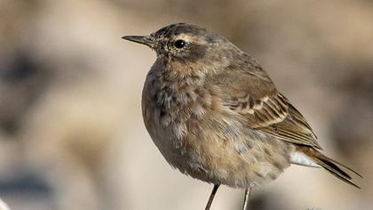 Water Pipit