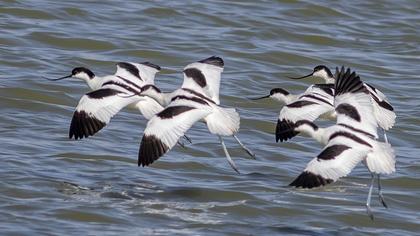 Pied Avocet