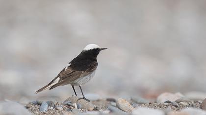 Hooded Wheatear