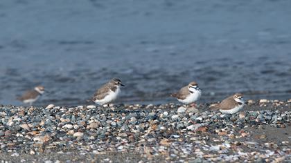 Lesser Sand Plover