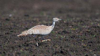 Macqueen`s Bustard